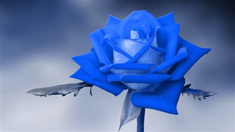 Blue Rose Wallpaper 45575 Baltana