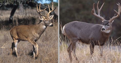 Mule Deer Vs Whitetail Deer Ultimate Comparison Guide