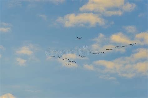 Geese Flying In A Colorful Sky At Sunrise In A Bright Early Morning At