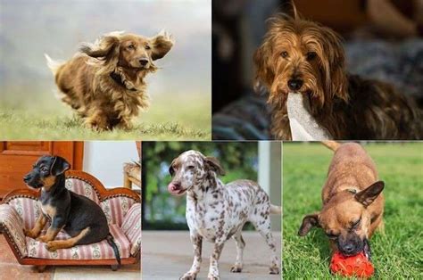 7 Gorgeous Mixed Breed Dogs You Didnt Know