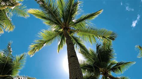 Coconut Tree Vs Palm Tree Whats The Difference Ecocation