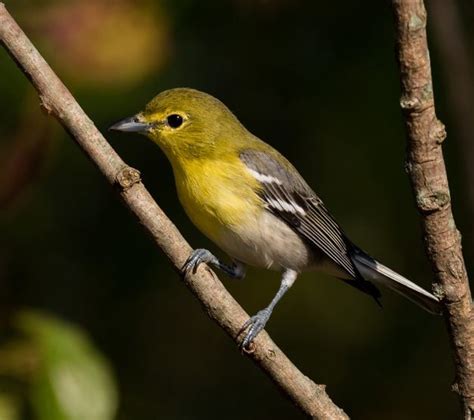 25 Small Yellow Birds You Should Know Birds And Blooms