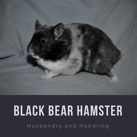 How To Care For And Raise Black Bear Hamsters Pethelpful