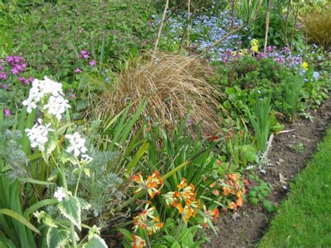 The Primrose Path Plants Primrose Paths