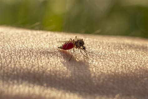 Close Up Of Blood Sucking Mosquitoes Peddler Of Malaria Parasitic