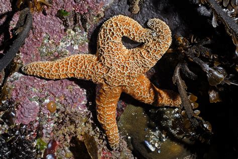 Pisaster Ochraceus Ochre Sea Star Asterias Ochracea