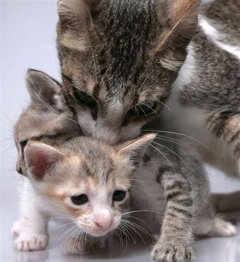 بچه گربه ها همراه با مادر او بازی 1094913