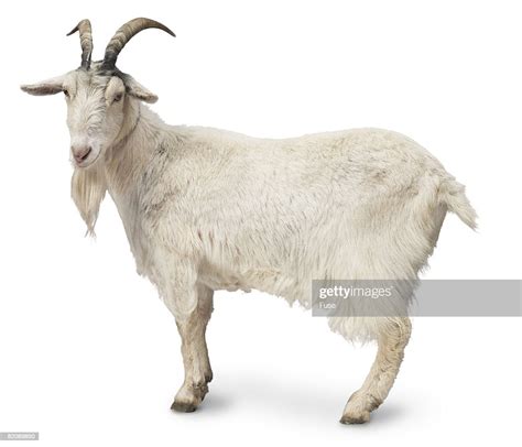 Billy Goat Stock Photo Getty Images