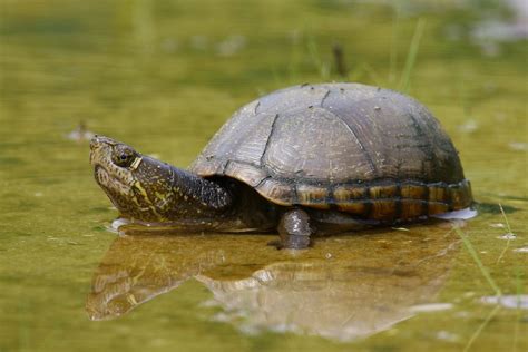 Mud Turtle Care 101 Complete Guide To Tank Size Breeding And Disease