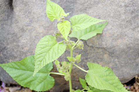 Barry Fugatt Mulberry Weed Is A Garden Menace Columnists