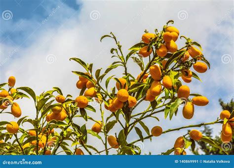 Fruits Of Chinese Mandarin Against The Sky Stock Image Image Of