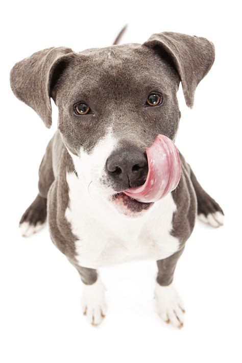 5 Table Foods You Can Share with Your Pet - Broward Animal