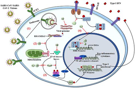 Frontiers Overview Of Immune Response During Sars Cov Infection