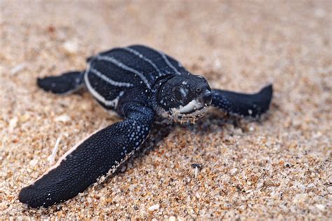 11 Precious Photos Of Baby Turtles