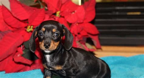 If you are in colorado and are looking to surrender, foster, donate or adopt please contact mile high dachshunds rescue, inc. Dachshund.Meet Tiny-Teacup a Puppy for Adoption.