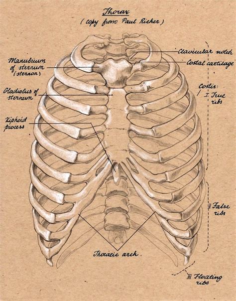 Human Anatomy Ribs Pictures Ribs Eight To Ten Are The False Ribs And