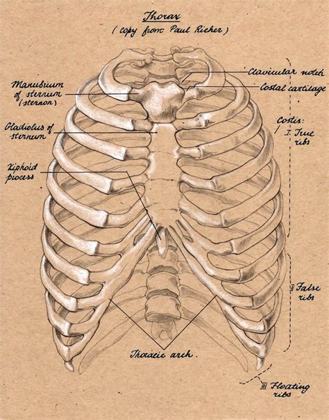 The bones of the rib cage are the sternum, the 12 thoracic vertebrae and the 12 pairs of ribs. rib cage front | anatomia | Pinterest