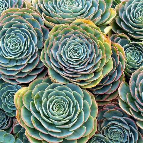 Description light/soil/water hardiness echeveria raindrops is an unusual succulent that has little globular bumps near the tips of its light green leaves. Echeveria imbricata - Blue Rose Echeveria | Echeveria ...
