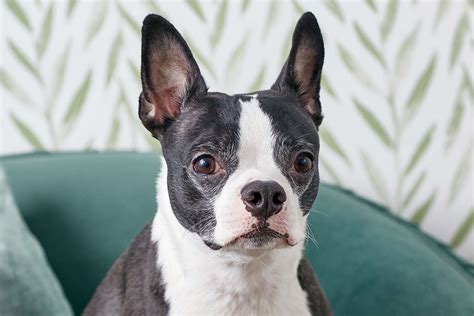 Boston Terrier Dog Breed Characteristics And Care