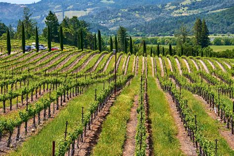 Wine Regions In California 28 Amazing Vineyards And Wineries Globetrove