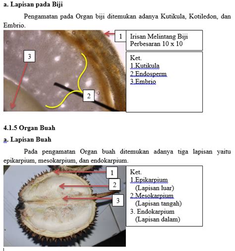 Biologi Jaringan Dan Organologi Tanaman Durian Durio Sp