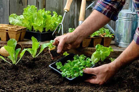 Bila dilakukan dengan tepat, kebun sepetak pun bisa menghasilkan sayuran yang banyak sekaligus bisa apalagi jika memutuskan untuk menanam sayur organik tanpa menggunakan bahan kimia. 10 Tips Menanam Buah dan Sayur Organik di Rumah - seruni.id
