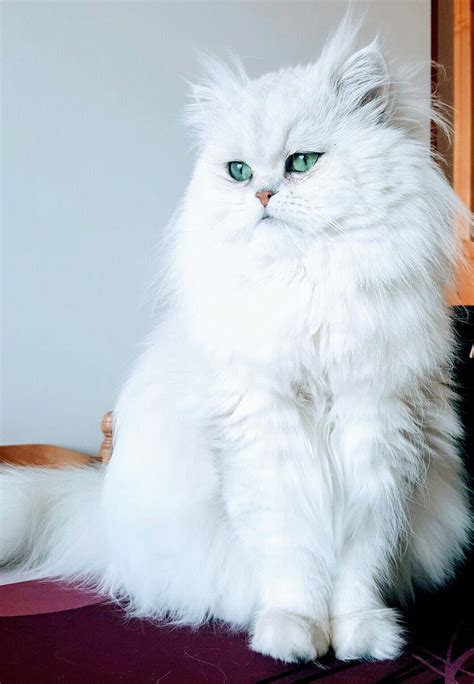 13 Persian Kitten White Furry Kittens