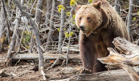 Montana Grizzly Bear Sightings Montana Hunting And Fishing Information