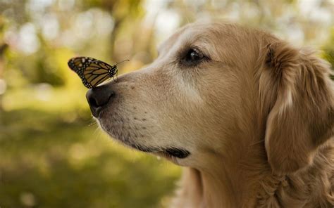 Butterfly On Dog Nose Download Hd Wallpapers