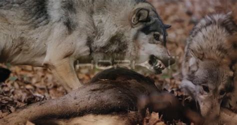 Closer Shot Of 2 Wolves Feasting On Carcass Snarling Slow Motion