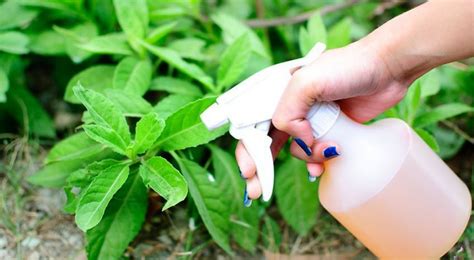 Cosas Del Jardin Como Hacer Un Insecticida Natural Muy Facil Con Aj
