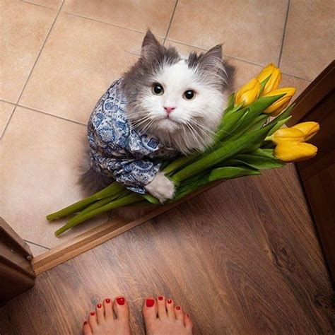 Создать мем кот дарит цветы фото картинки с 8 марта с кошками котик с букетом цветов
