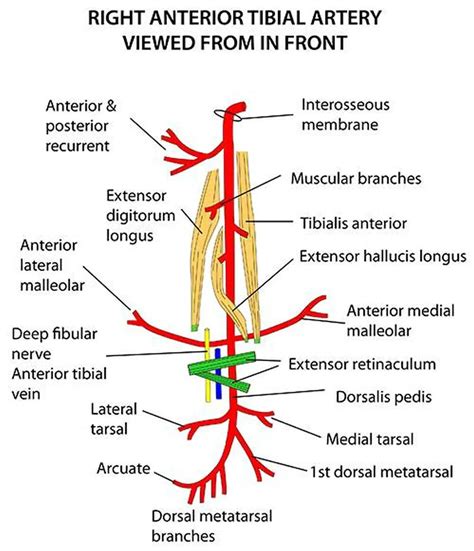 Pictures Of Anterior Tibial Arteryhealthiack