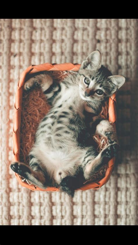 13 Cute Kitten Photos That Will Make Your Heart Melt Tabby Kitten