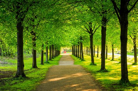Discover 78 Green Tree Wallpaper Super Hot Vn