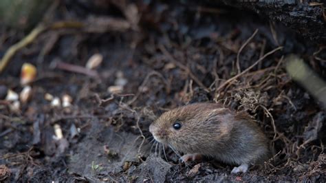 8 Best Ways To Get Rid Of Voles From Your Yard