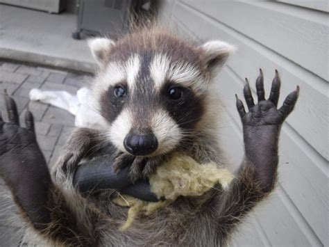 Why We Need To Show More Compassion To Raccoons