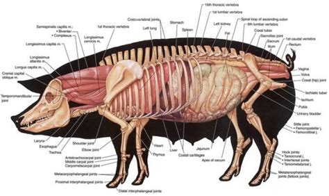 Wild Pig Anatomy Anatomy Of A Wild B On The Best Wild Boar Ideas Hunti