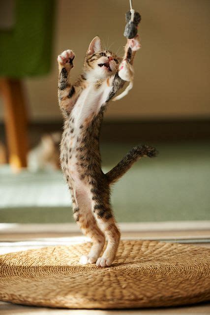 A Small Kitten Standing On Its Hind Legs With Its Paws In The Air