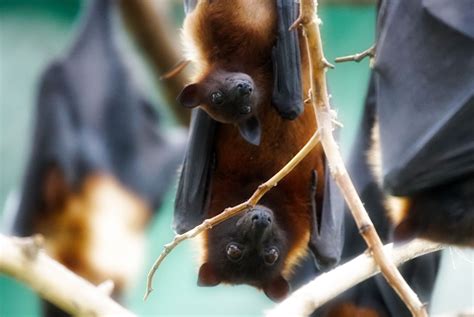 5 Ways to Attract Bats to Your Yard | How to attract bats, Bat, Bat facts