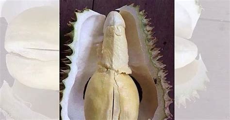 Hermaphrodite Genitalia Or Durian Fruit Imgur