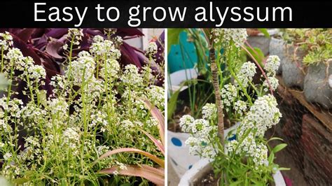 How To Grow Alyssum From Seedsweet Alyssumalyssum Care Youtube