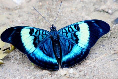 Becki Butterfly Pics Telegraph