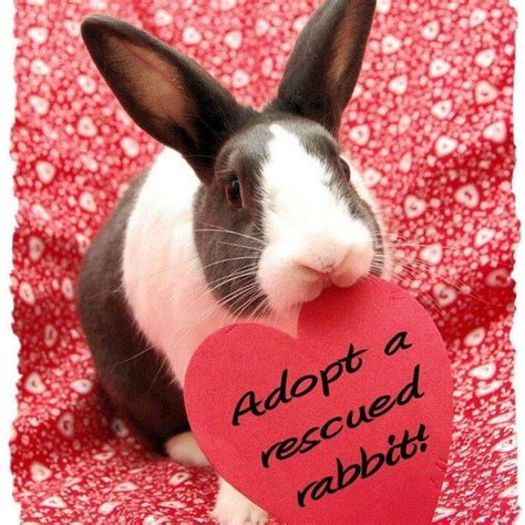 Rabbit Friendly On Twitter Valentines Day Coming Up Soon Open Yr
