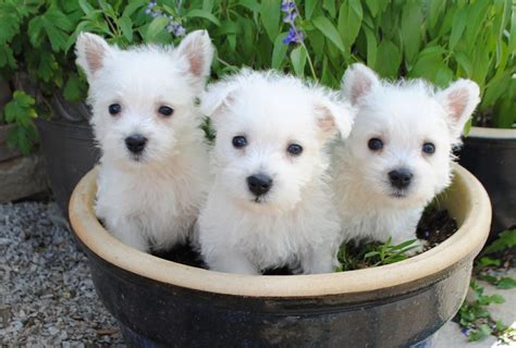 40 West Highland White Terrier Puppy For Sale Joyful Puppy