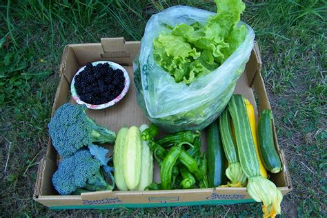 The skin is easily removed, and inside are 3 white, sweet segments that each contain a large black inedible seed. Pin on Little Red Barn Produce