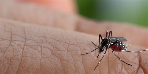 Check spelling or type a new query. Jenis Penyakit yang Disebabkan Oleh Virus di Indonesia