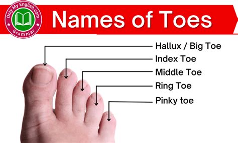 Names Of Toes Individual Names Of Toes On Feet