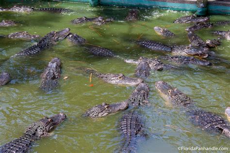 Vakantiepakketten voor panama city beach. Unbiased Review of Zooworld in Panama City Beach