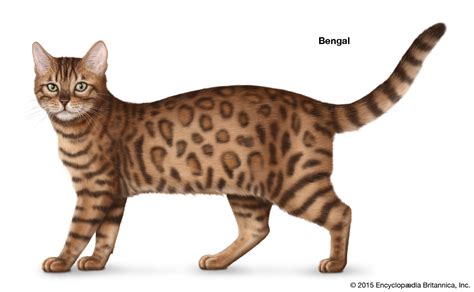 Please comment here using either facebook or wordpress (when available). Shorthair Cat Breeds | Britannica